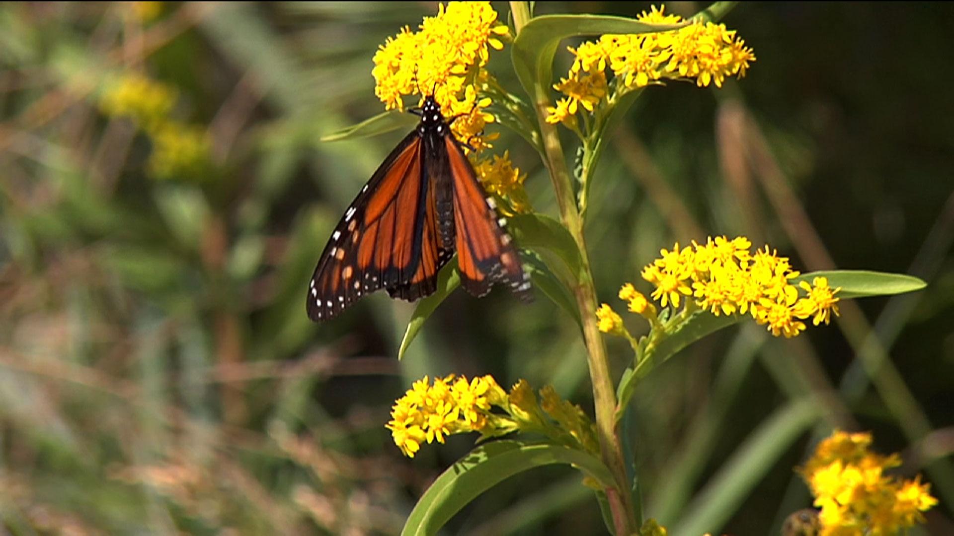 Watch For Monarch Butterflies In New Jersey This Spring