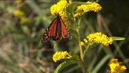 Monarch Butterflies Begin Migration from Cape May to Mexico