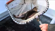 NJ Division of Fish and Wildlife Stock Waters with Trout