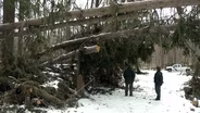 Months After Sandy Struck, Downed Trees Still Remain