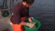 Oyster Farmers Get Back to Barnegat Bay After Sandy