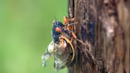 17-Year Cicadas Emerge in New Jersey