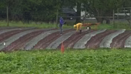 Heavy Rainfall Causes Loss of Crops at New Jersey Farms