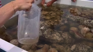 Making Oyster Babies on the Barnegat Bay