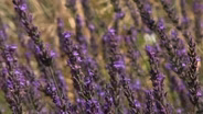 Pleasant Valley Lavender Offers the Plants in New Jersey