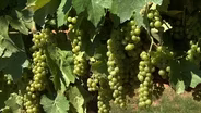 Hot, Dry Weather Helps Grapes Thrive