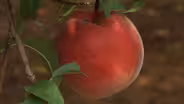Looking at New Jersey’s Thriving Peach Industry 