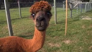 Wall Township Farm Features Alpacas