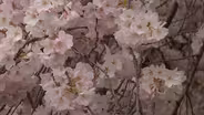 Essex County Cherry Blossom Festival Starts April 9