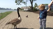 Edgewater's Practice of Gassing Geese Draws Criticism