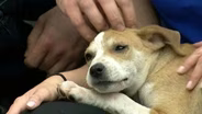 Uber Puppies Make a Visit to NJTV News