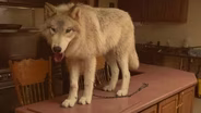 Wolfdog Rescues Find Safe Haven at Howling Woods Farm