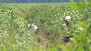 New Rules Aim to Reduce Farmworkers' Exposure to Pesticides
