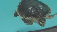 Turtle Back Zoo Opens Sea Turtle Hospital
