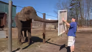 Six Flags Elephant Shows Off Artistic Talent