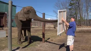 Six Flags Elephant Shows Off Artistic Talent