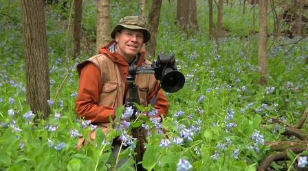 Video thumbnail: Chicago Tonight Where and When to See the Best Chicago-Area Wildflowers