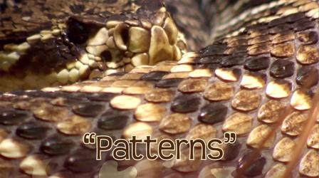 Video thumbnail: ArtQuest Finding Patterns at the Zoo