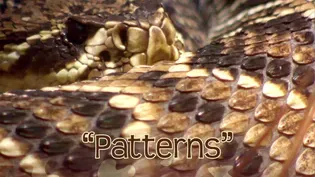 Finding Patterns at the Zoo