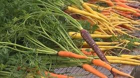 Video thumbnail: Volunteer Gardener Volunteer Gardener 2410