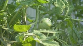 Video thumbnail: Volunteer Gardener Volunteer Gardener 2411