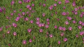 Video thumbnail: Volunteer Gardener Volunteer Gardener 2412