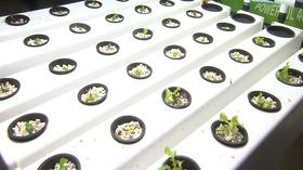 Video thumbnail: Volunteer Gardener Volunteer Gardener 2442