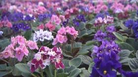 Video thumbnail: Volunteer Gardener Volunteer Gardener 2443