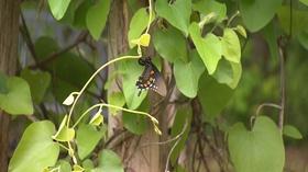 Video thumbnail: Volunteer Gardener Volunteer Gardener 2449