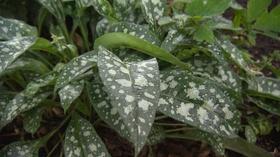 Video thumbnail: Volunteer Gardener Volunteer Gardener 2452
