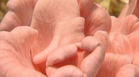 Video thumbnail: Volunteer Gardener Volunteer Gardener 2502