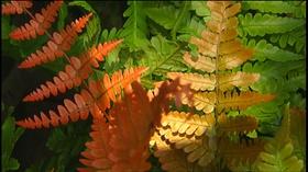 Video thumbnail: Volunteer Gardener Volunteer Gardener 2506