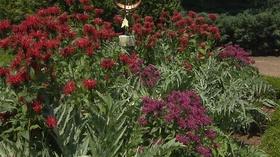 Video thumbnail: Volunteer Gardener Volunteer Gardener 2507