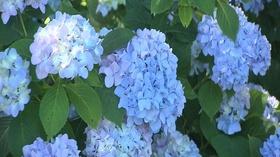 Video thumbnail: Volunteer Gardener Volunteer Gardener 2510