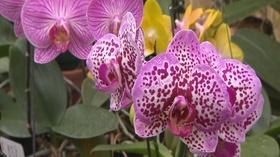 Video thumbnail: Volunteer Gardener Volunteer Gardener 2511