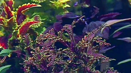 Video thumbnail: Volunteer Gardener Volunteer Gardener | Perennials