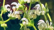 Volunteer Gardener | Herbs