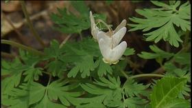 Video thumbnail: Volunteer Gardener Volunteer Gardener 2542