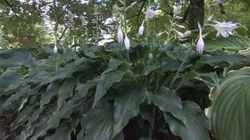 Video thumbnail: Volunteer Gardener Volunteer Gardener 2544