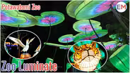Zoo Luminate