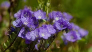 California in Bloom