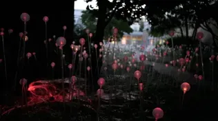 Bruce Munro: Light 