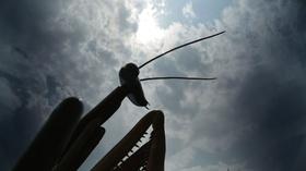 Video thumbnail: Broad and High Big Bugs, Gowns of Miss America