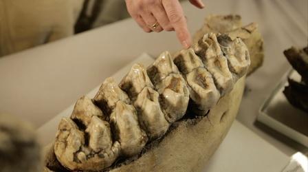 Video thumbnail: Broad and High ARTifacts: Ice Age Mammals in Ohio
