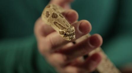Video thumbnail: Broad and High Snakes of Ohio, Dee. W. Ieye, Stitching History Preview