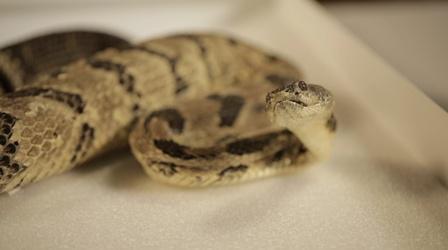 Video thumbnail: Broad and High Snakes of Ohio, Dee W. Ieye, Stitching History
