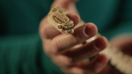 Video thumbnail: Broad and High ARTifacts: Snakes of Ohio