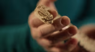 ARTifacts: Snakes of Ohio