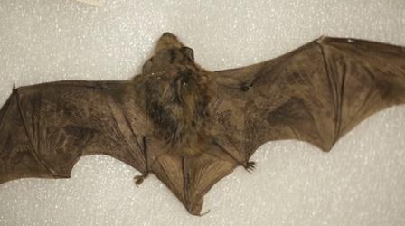 Video thumbnail: Broad and High ARTifacts: Bats of Ohio