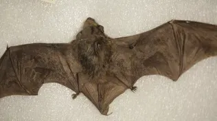ARTifacts: Bats of Ohio